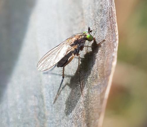 Réf. 219 263 : Dolichopodinae inconnu
